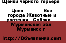 Щенки черного терьера › Цена ­ 35 000 - Все города Животные и растения » Собаки   . Мурманская обл.,Мурманск г.